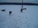 psí dovádění na sněhu
